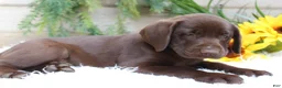 Labrador Retriever dogs for sale: Monica - Ad 3