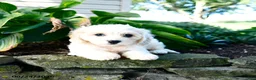 Cavachon dogs for sale: Lulu - Ad 2