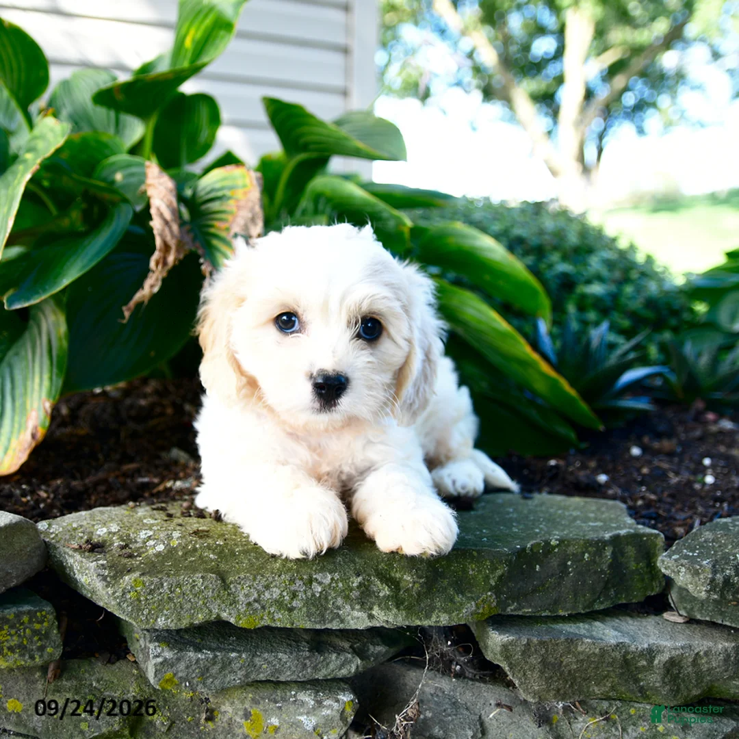 Cavachon dogs for sale: Lulu - Ad 2