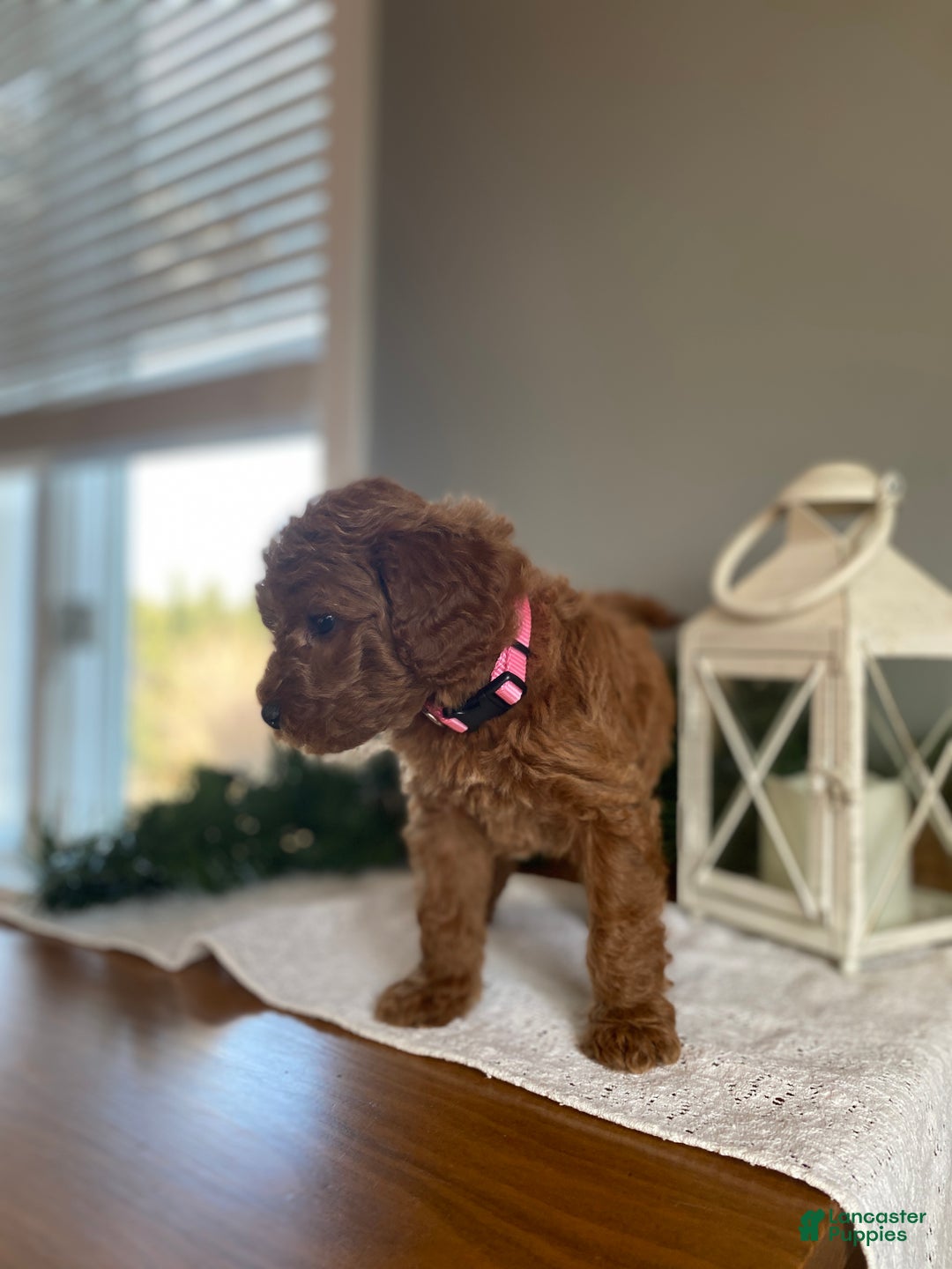 Mixed Breed dogs for sale: Angel  - Ad 3