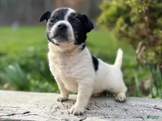 Chihuahua dogs Ben - Ad 24