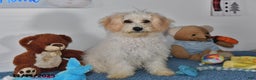 Bichpoo dogs for sale: Cinderella - Ad 1