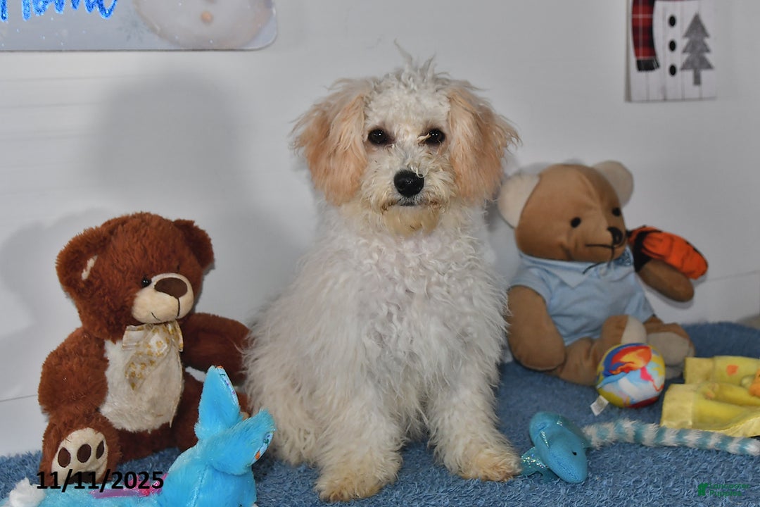 Bichpoo dogs for sale: Cinderella - Ad 1