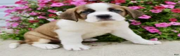 Saint Bernard dogs for sale: Bobbie - Ad 4