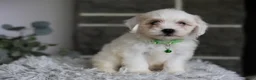 Maltipoo dogs for sale: Frankie - Ad 11