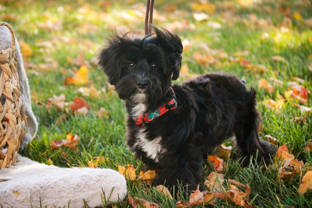 Morkie dogs for sale: Mackintosh - Ad 6