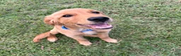 Golden Retriever dogs for sale: Maverick  - Ad 4