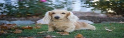 Miniature Dachshund dogs for sale: Gingerbread - Ad 13
