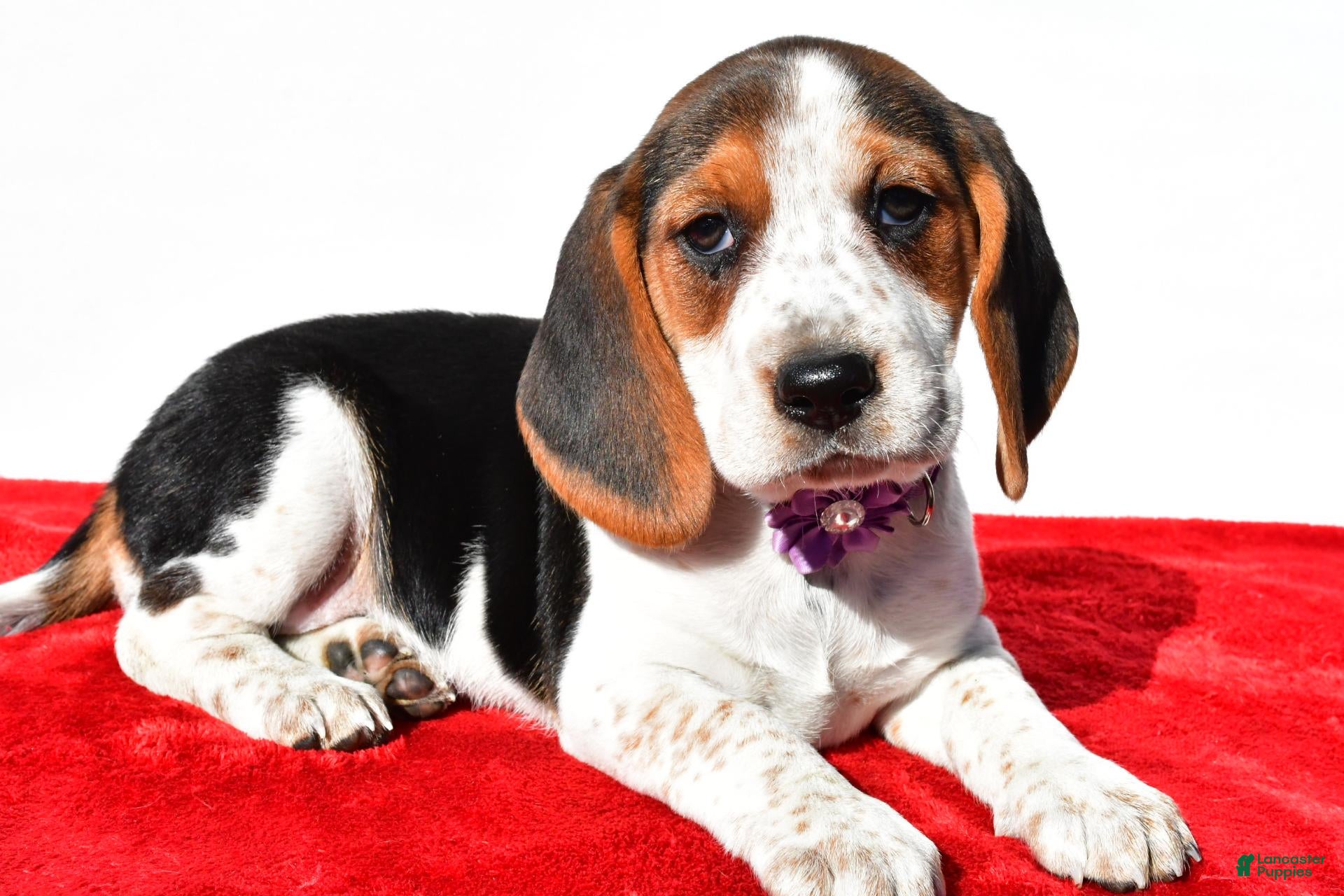 Beagle dogs for sale: Molly - Ad 2