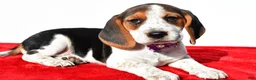 Beagle dogs for sale: Molly - Ad 2