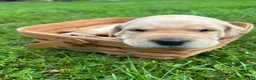 Labrador Retriever dogs for sale: Betsy Ross - Pink - Ad 1