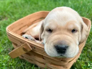 Labrador Retriever dogs for sale: Betsy Ross - Pink - Ad 2