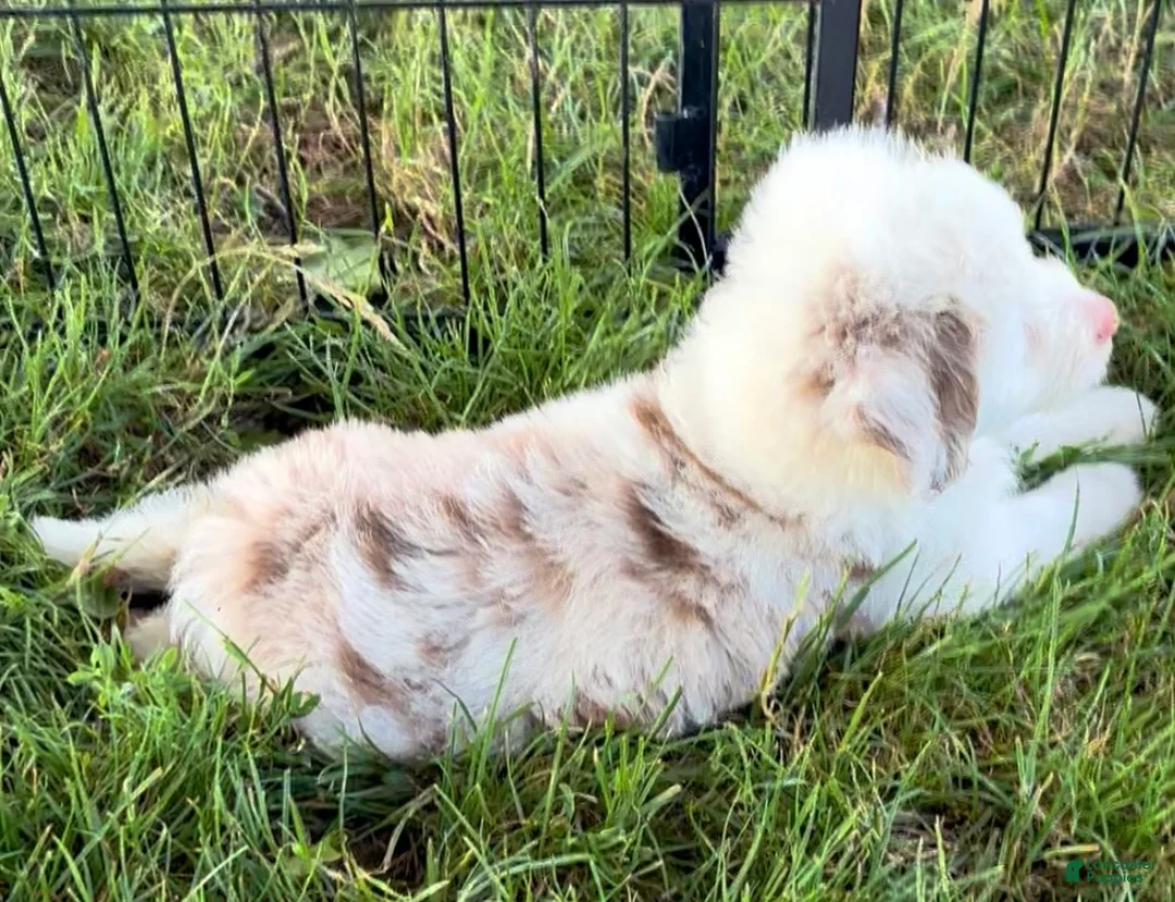 Mini Aussiedoodle dogs for sale: Theo - Ad 2