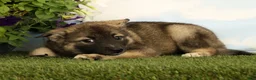 Mixed Breed dogs for sale: Koala - Ad 4