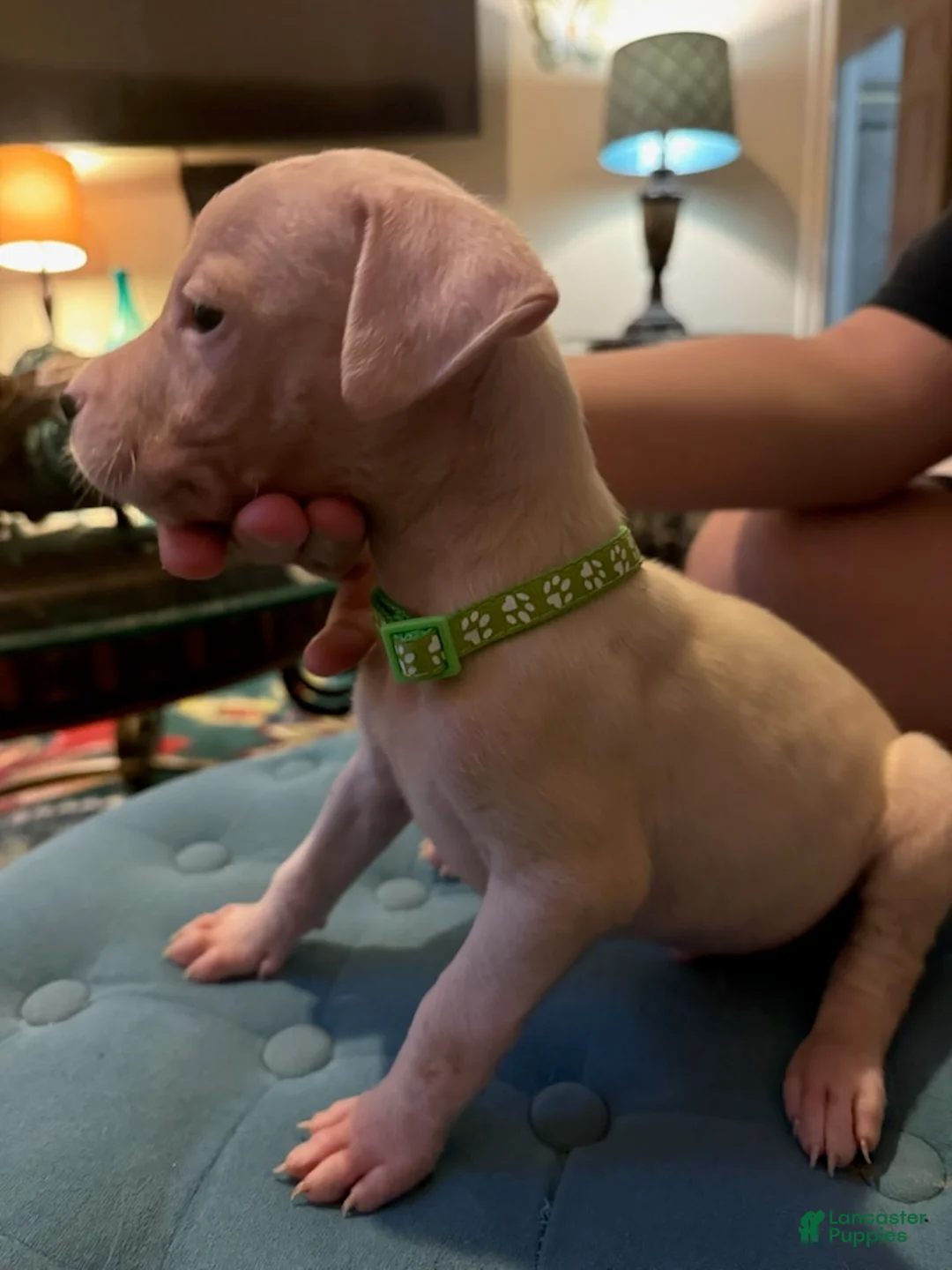 Dogo Argentino dogs for sale: Green Collar - Ad 3