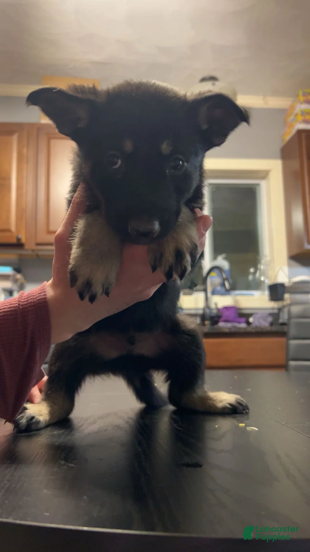 German Shepherd dogs for sale: German Shepherd Puppy 2 - Ad 1