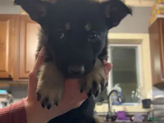 German Shepherd dogs German Shepherd Puppy 2 - Ad 3