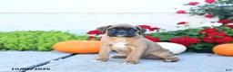 Boxer dogs for sale: Maverick - Ad 3