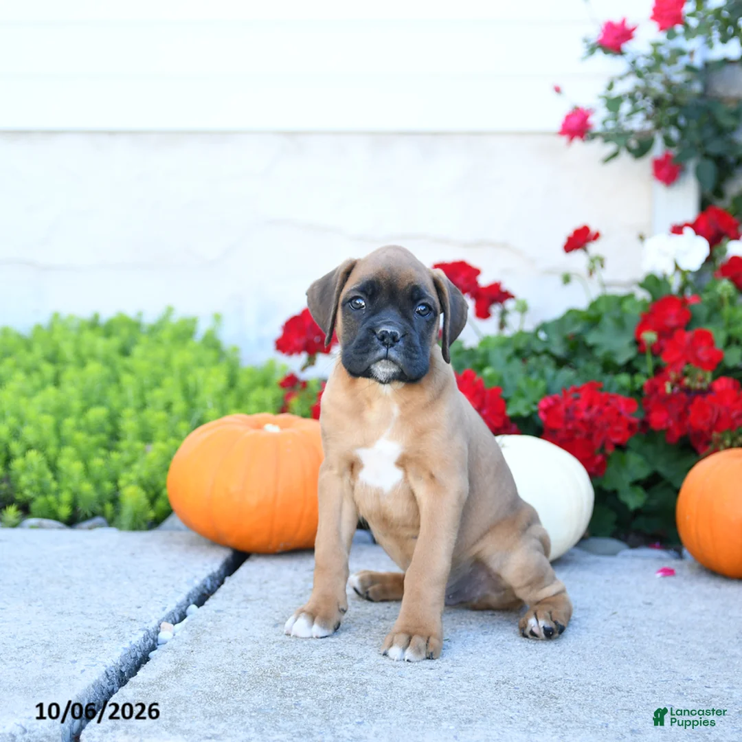 Boxer dogs for sale: Maverick - Ad 3