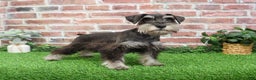 Miniature Schnauzer dogs for sale: Princeton - Ad 2
