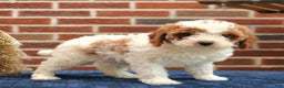 Cavapoo dogs for sale: Baxter  - Ad 2