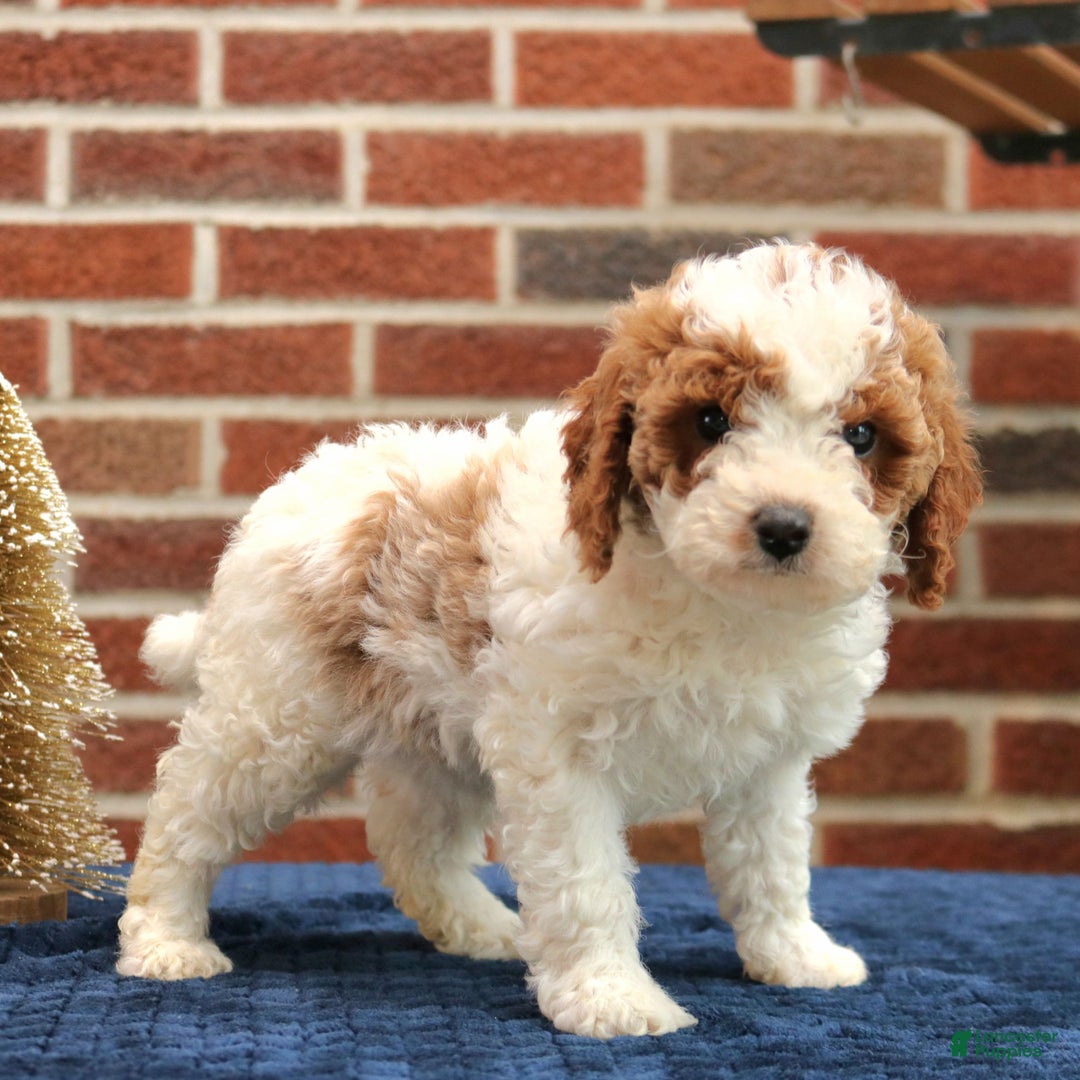 Cavapoo dogs for sale: Baxter  - Ad 2