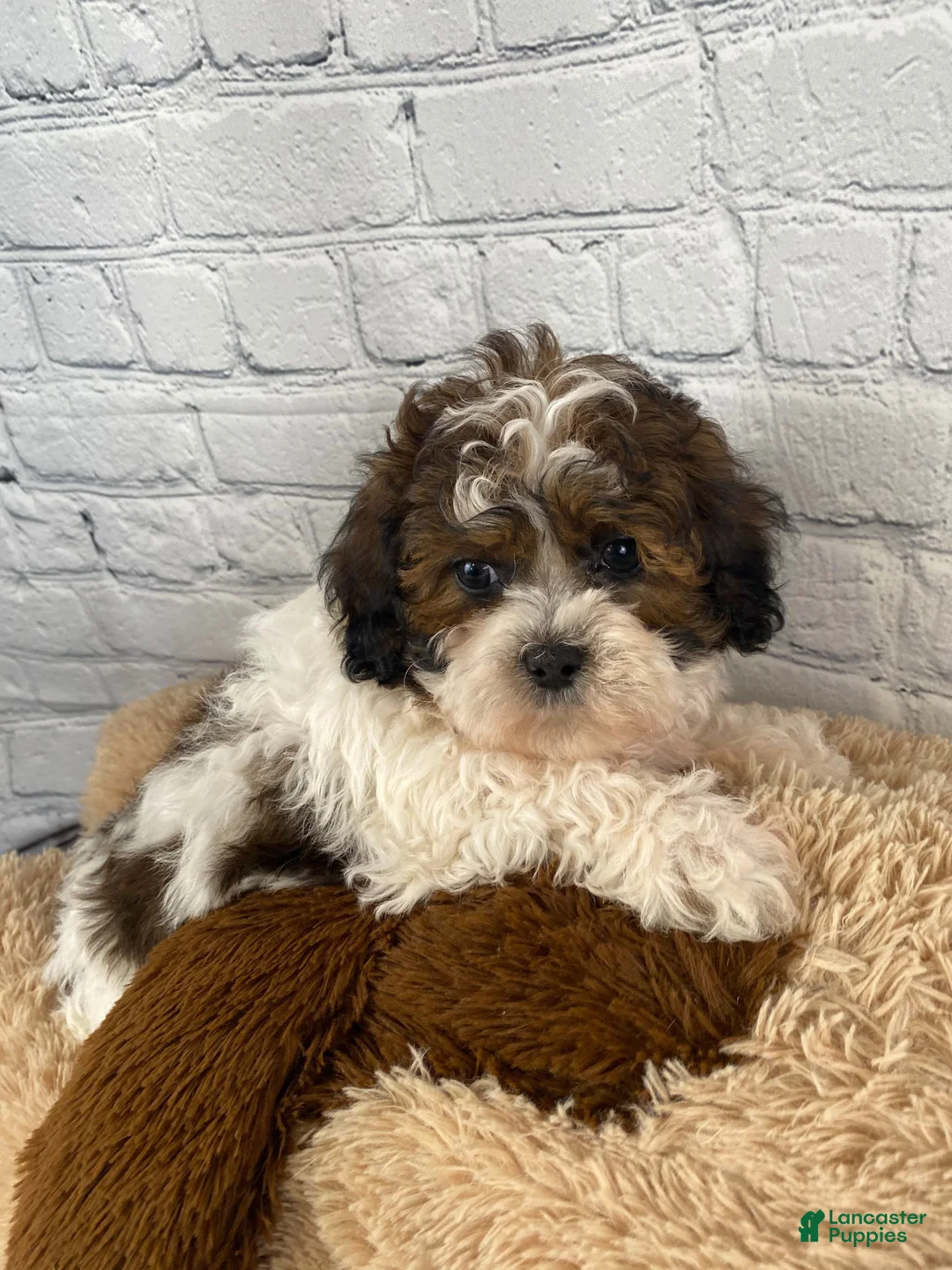 Shihpoo dogs for sale: Rocky - Ad 8