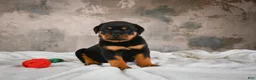 Rottweiler dogs for sale:  Callie 🌸 - Ad 15