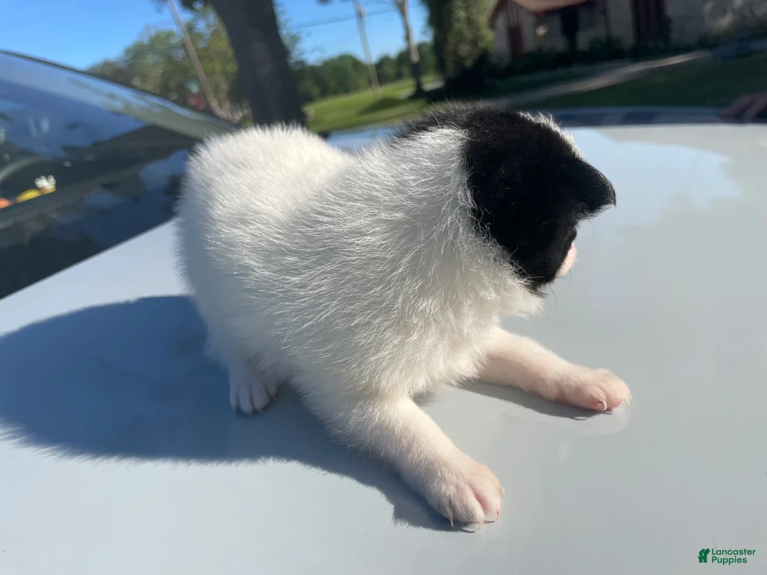 Mixed Breed dogs for sale: Mixed Breed Puppy 1 - Ad 2