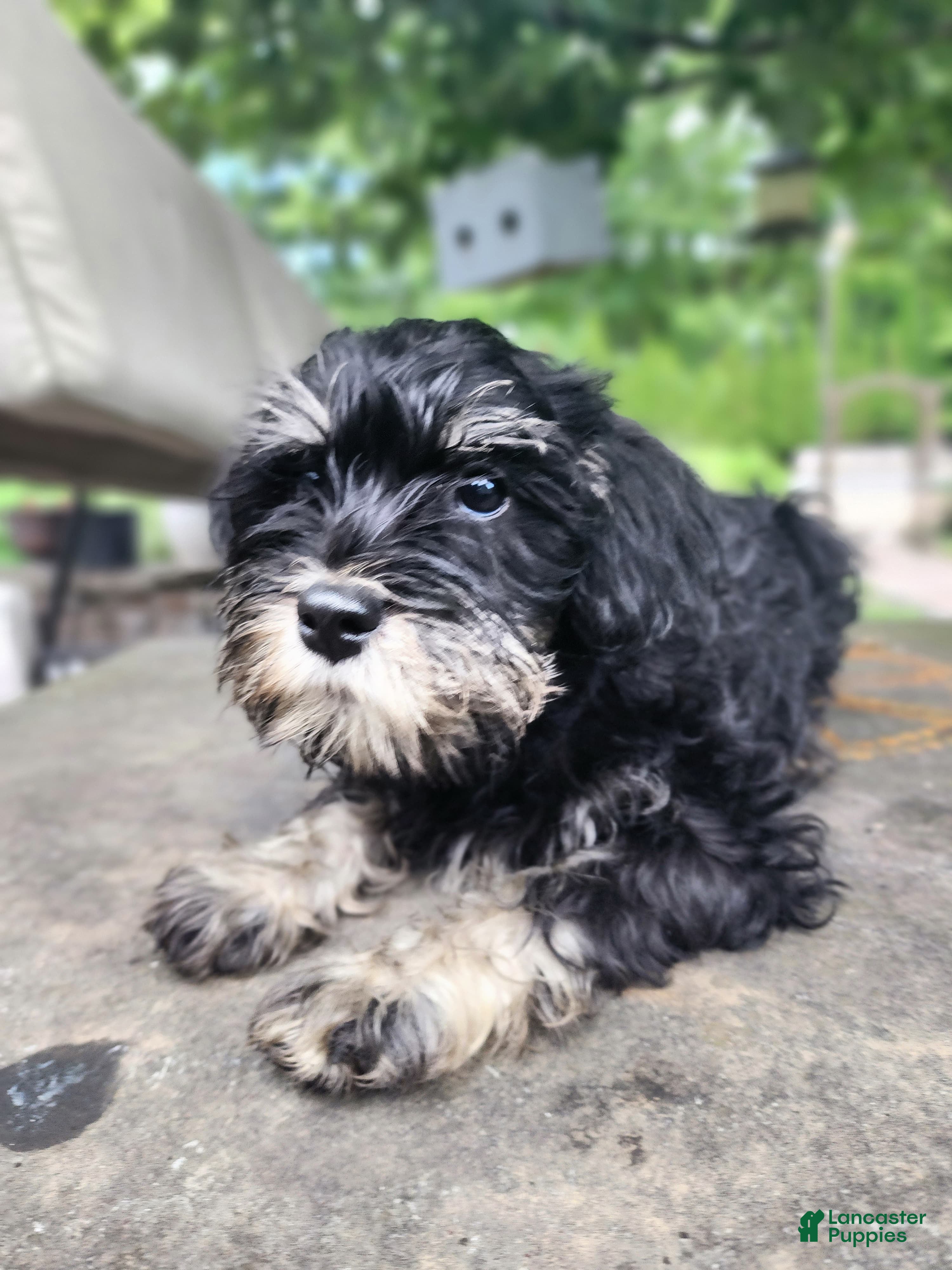 Miniature Schnauzer dogs GIGI - Ad 2