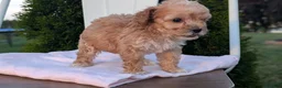Miniature Poodle dogs for sale: Helix  - Ad 8