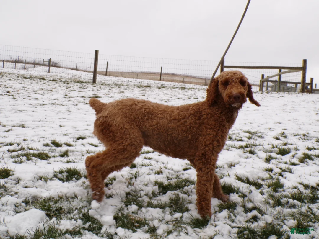 Standard Poodle dogs for sale: Standard Poodle Puppy 1 Bella - Ad 3