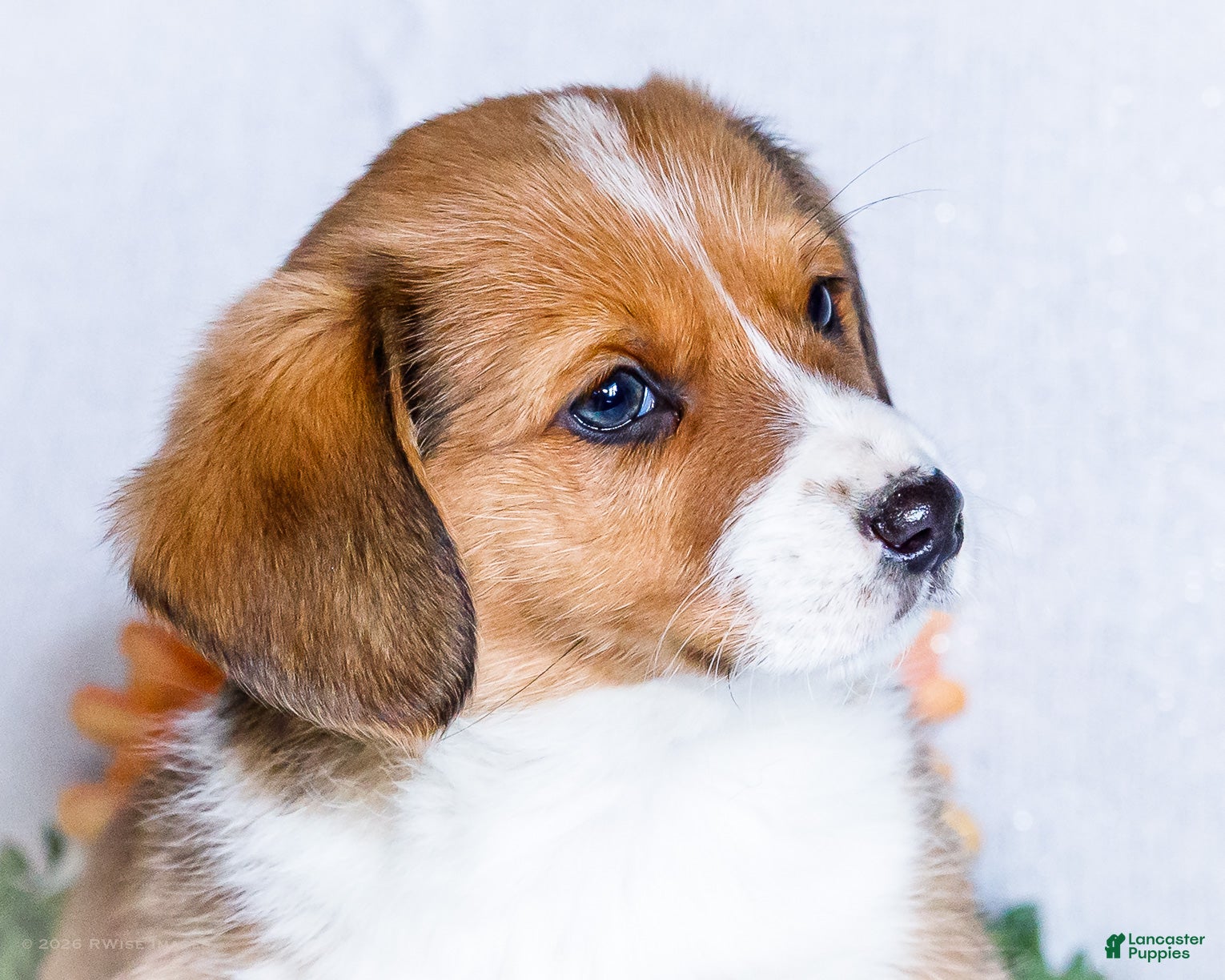 Mixed Breed dogs Ginger - Ad 2