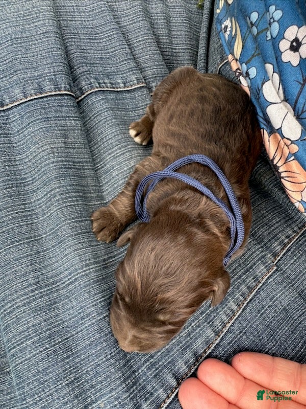 Goldendoodle dogs Dane - Ad 1