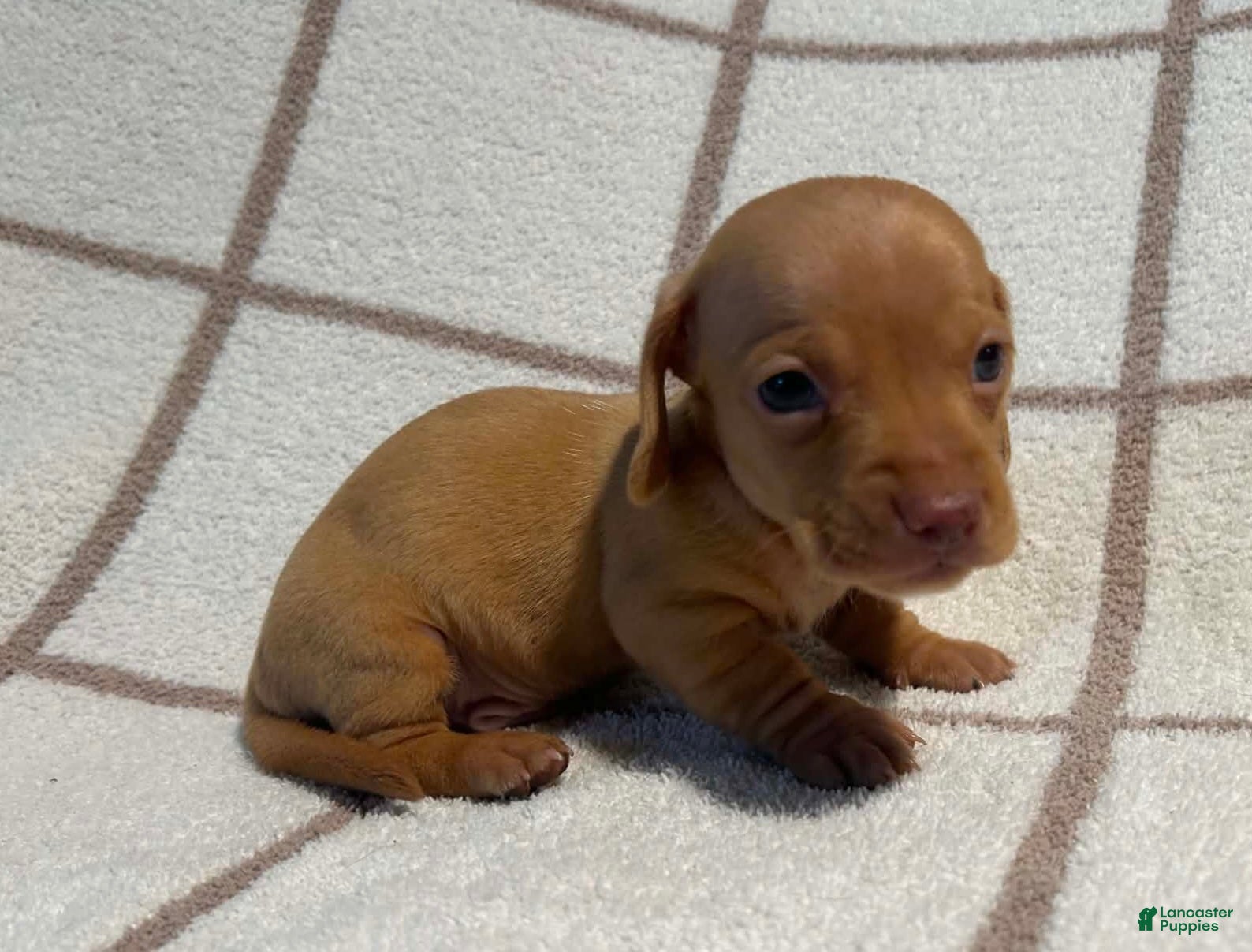 Miniature Dachshund dogs AKC Willie Delivery available  - Ad 2