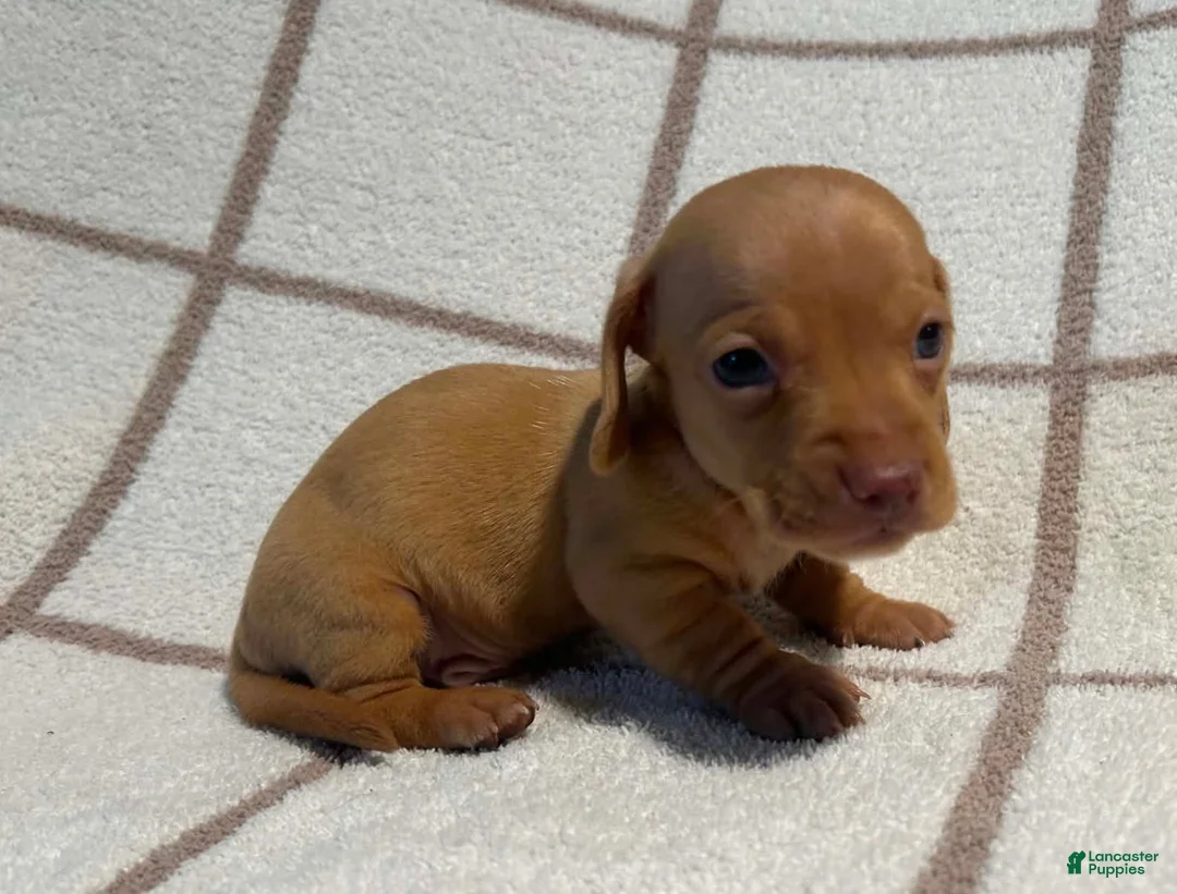 Miniature Dachshund dogs for sale: AKC Willie Delivery available  - Ad 2