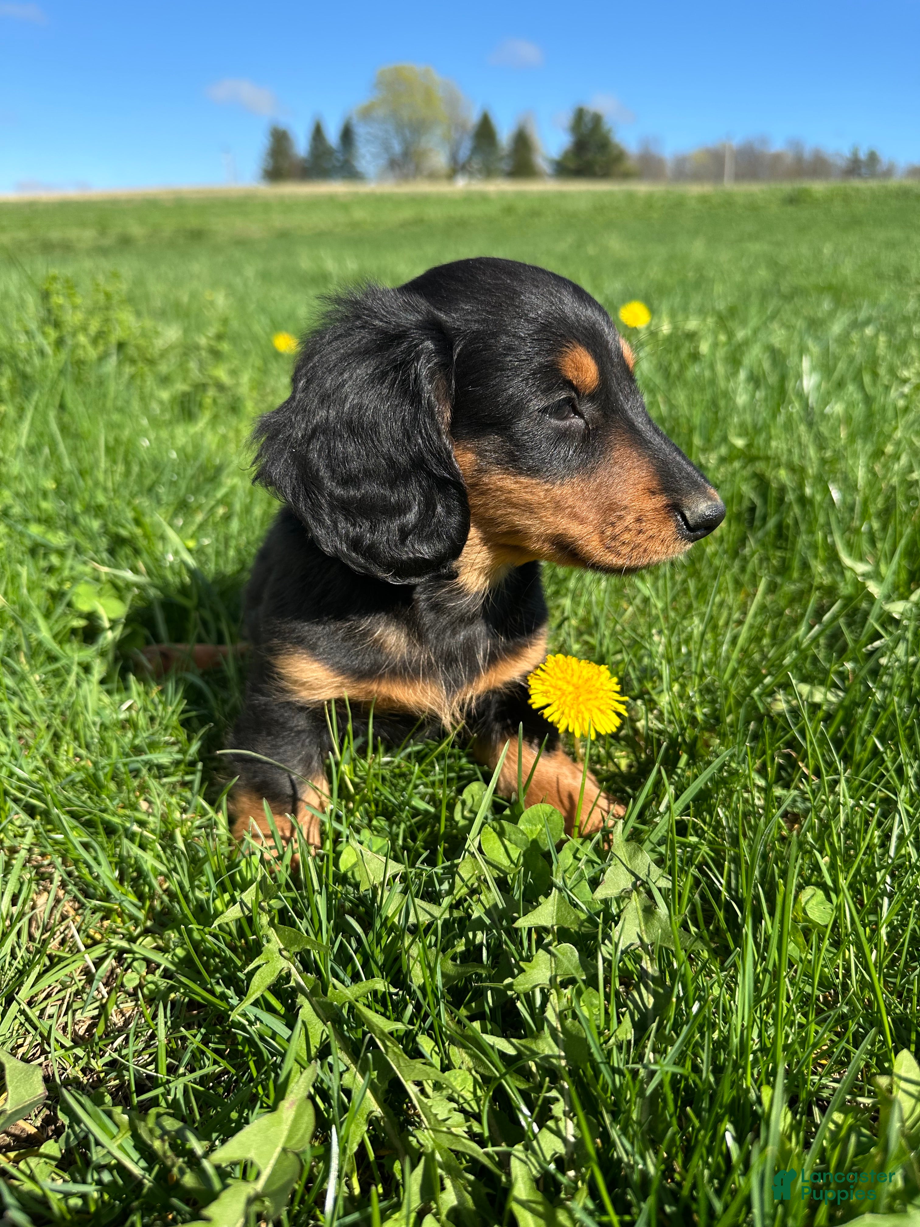 Miniature Dachshund dogs Carlo - Ad 2