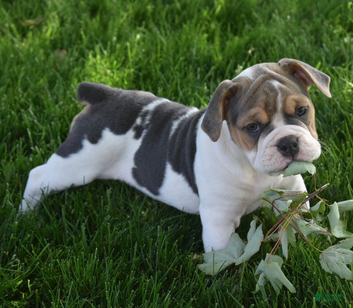 Beabull dogs Molly - Ad 2