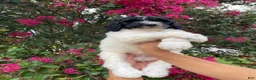Goldendoodle dogs for sale: Buddy - Ad 2