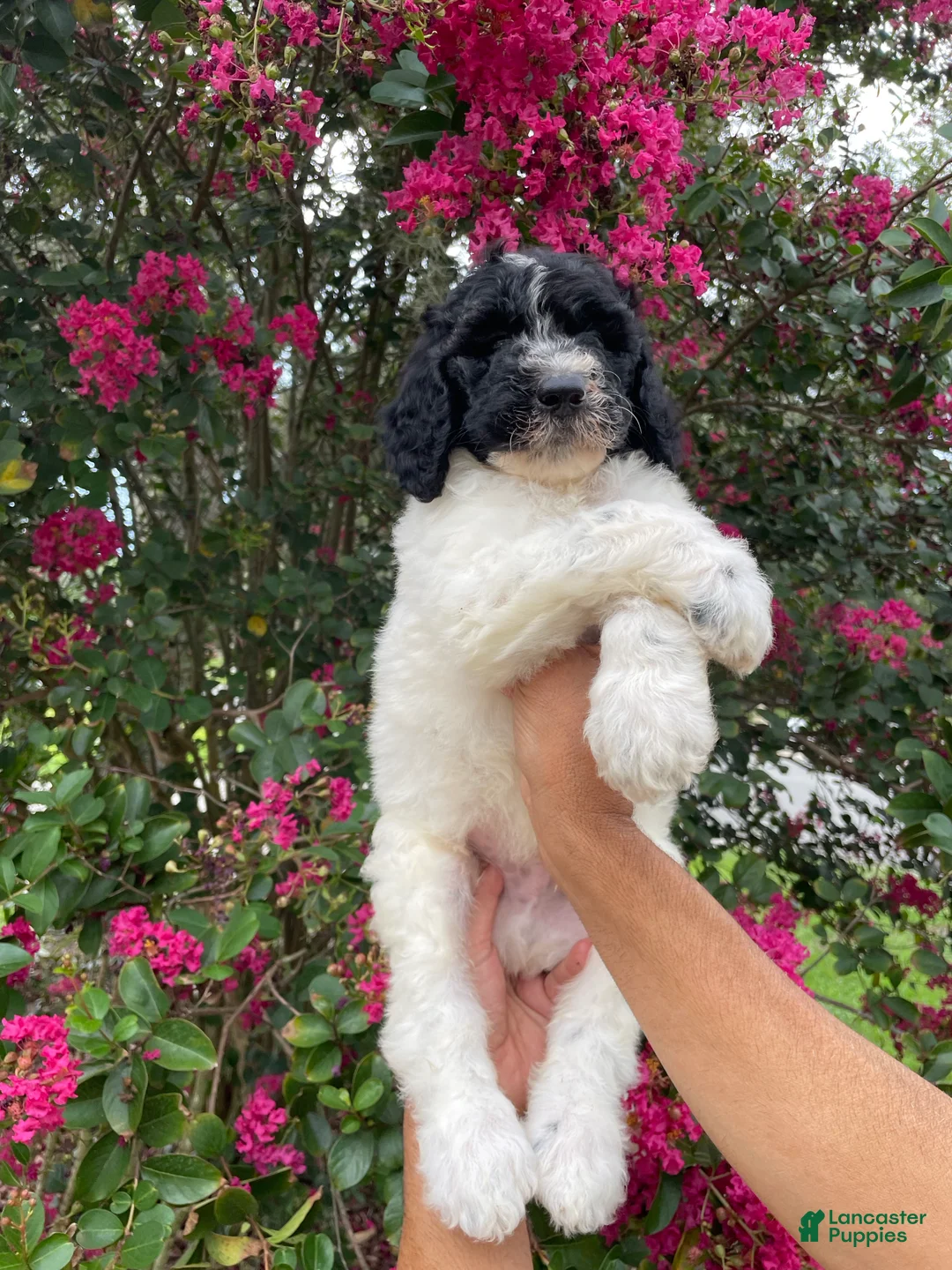 Goldendoodle dogs for sale: Buddy - Ad 2