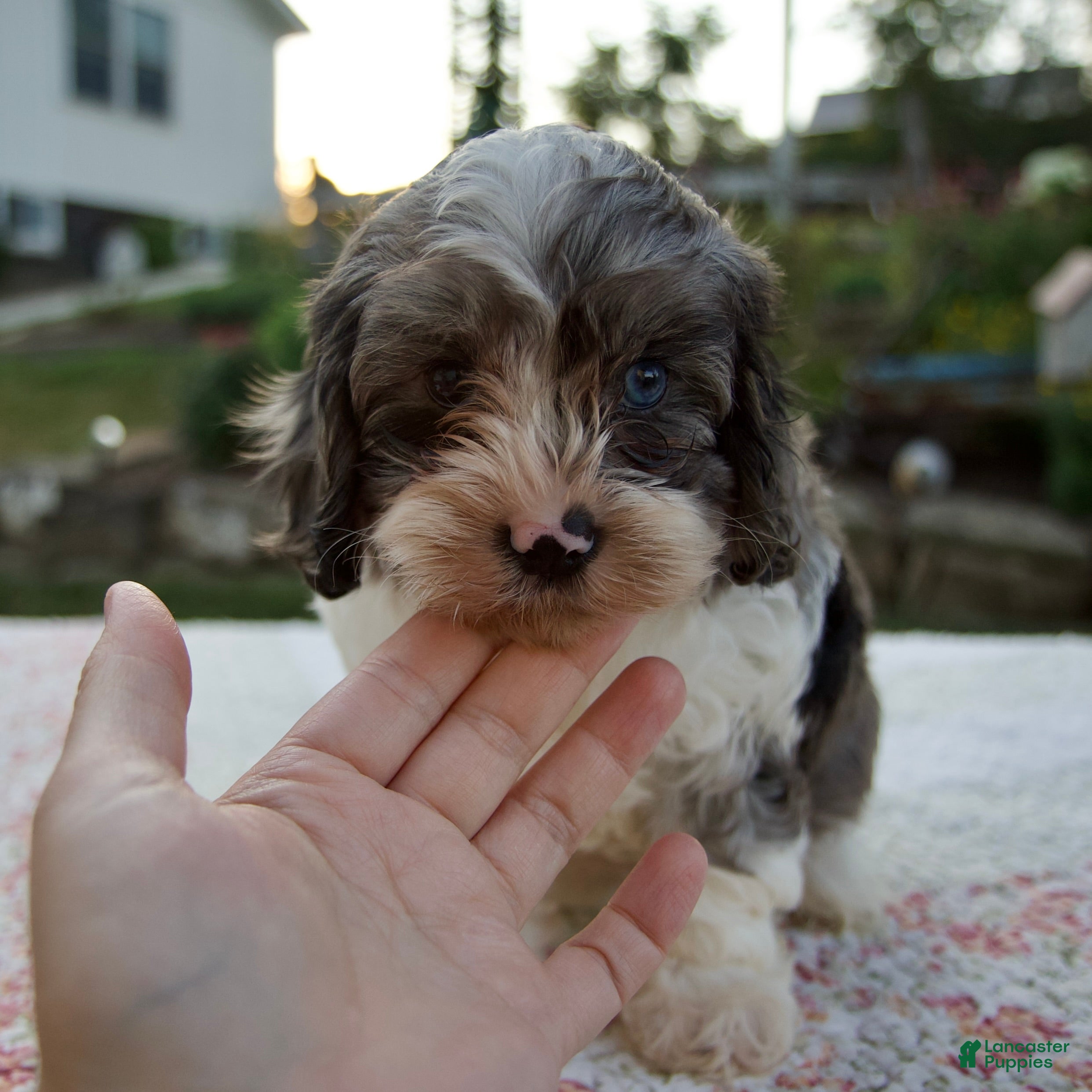 Cavapoo dogs Queenie - Ad 1