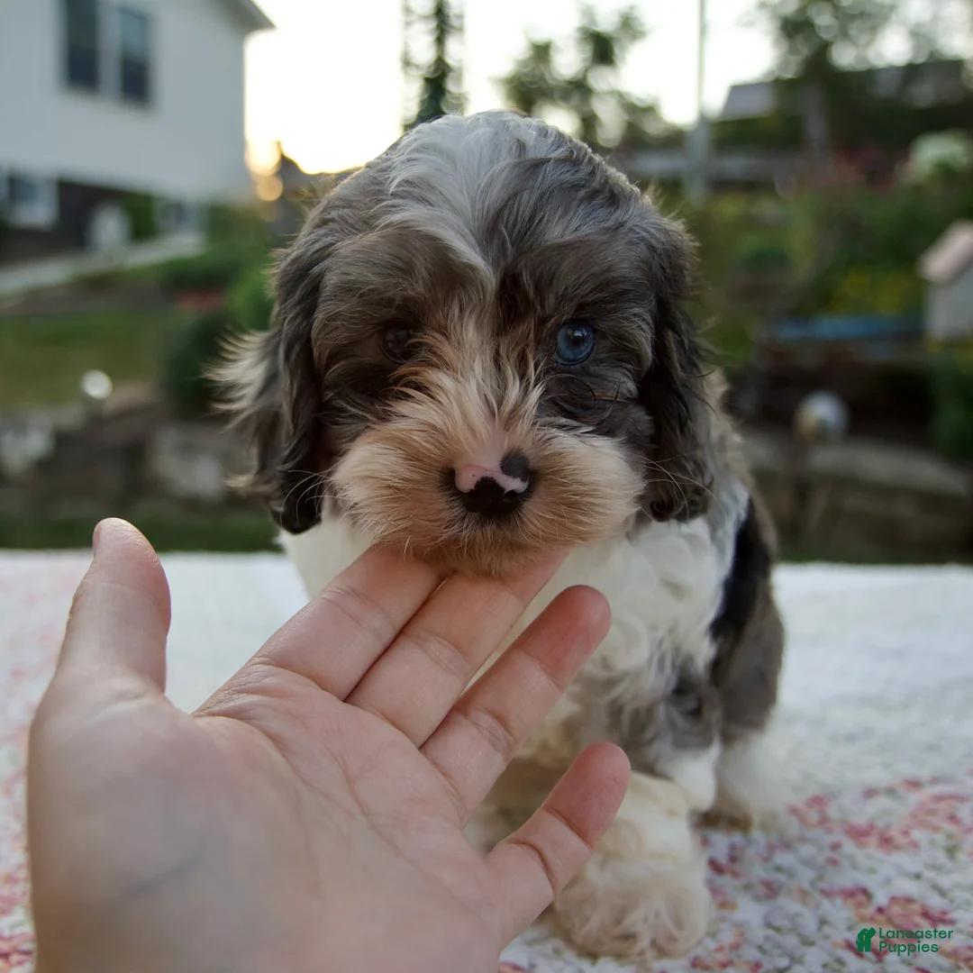 Cavapoo dogs for sale: Queenie - Ad 1
