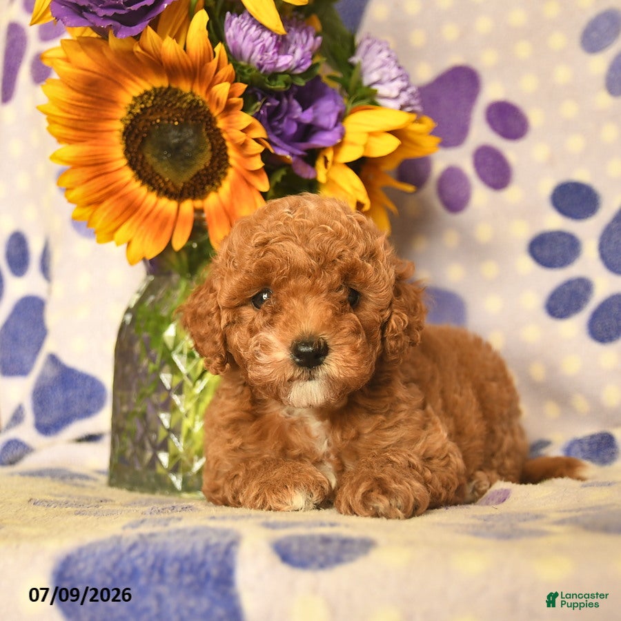 Cockapoo dogs Alyssa  - Ad 2