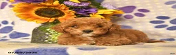 Cockapoo dogs for sale: Alyssa  - Ad 2