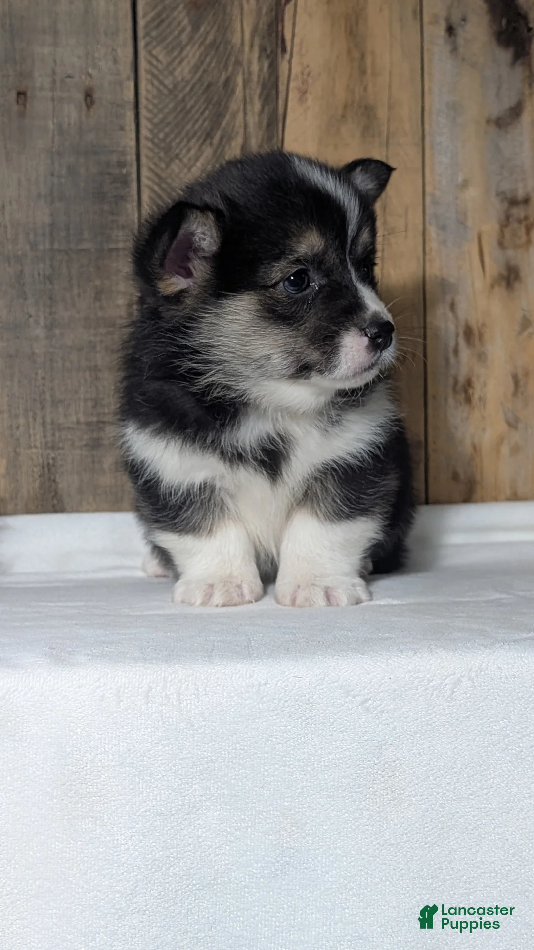 Welsh Corgi Pembroke dogs for sale: Nemo - Ad 6