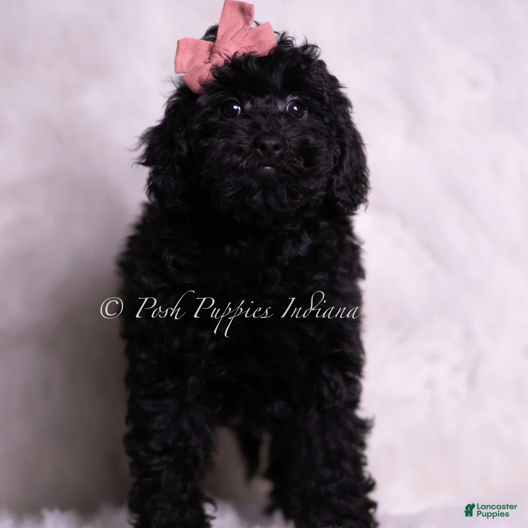 Mini Goldendoodle dogs for sale: Perla - Ad 4