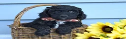 Cockapoo dogs for sale: Oscar - Ad 6