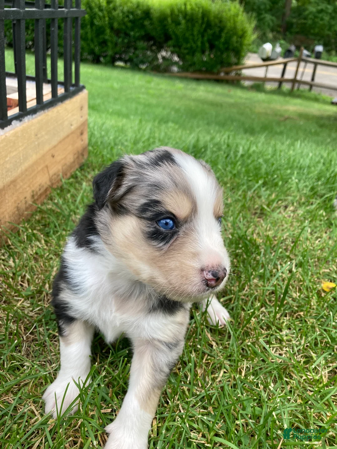 Australian Shepherd dogs for sale: Blossom 🌸  - Ad 11