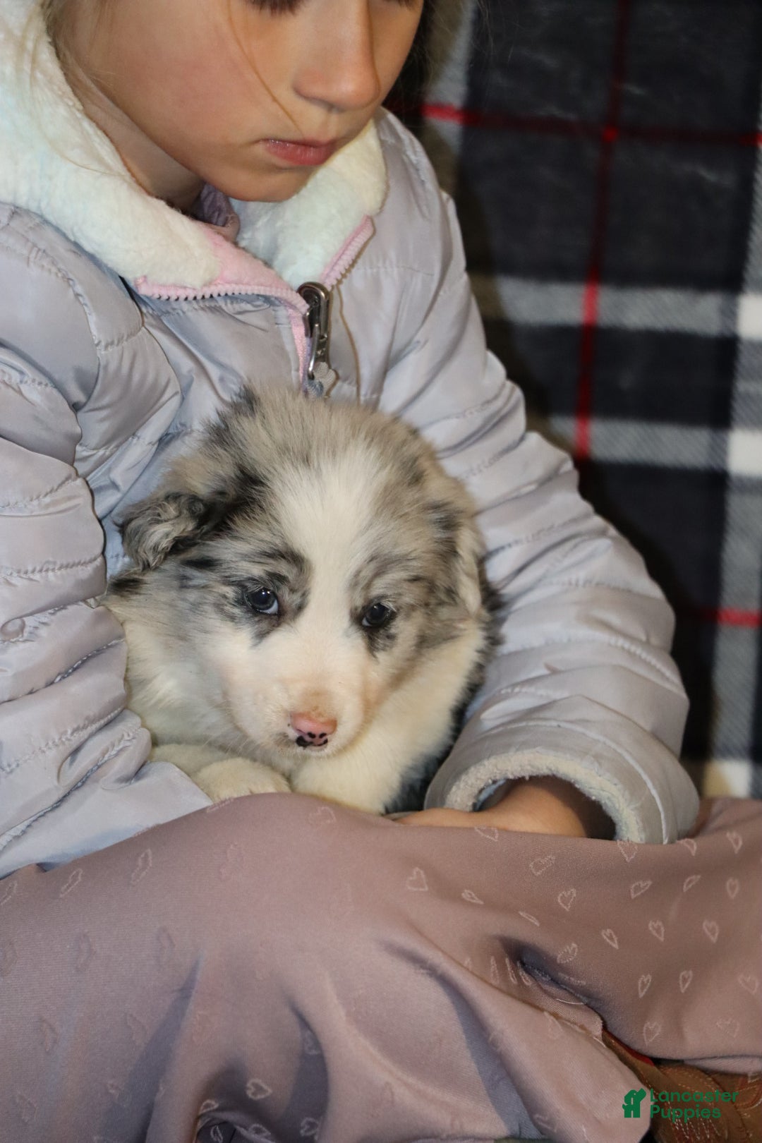 Border Collie dogs for sale: holly - Ad 2
