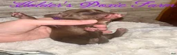 Miniature Dachshund dogs for sale: Haven - Ad 2